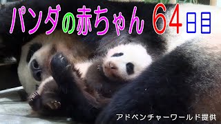 アドベンチャーワールド　パンダの赤ちゃん 64日目