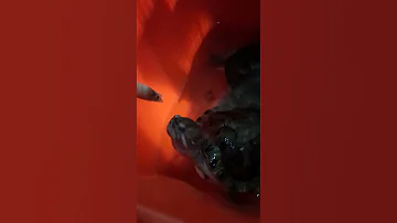 черепахи едят креветок