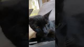 Дима Билан слушает «Gone To The Cats» с котом Шахом 🎶🎵😌