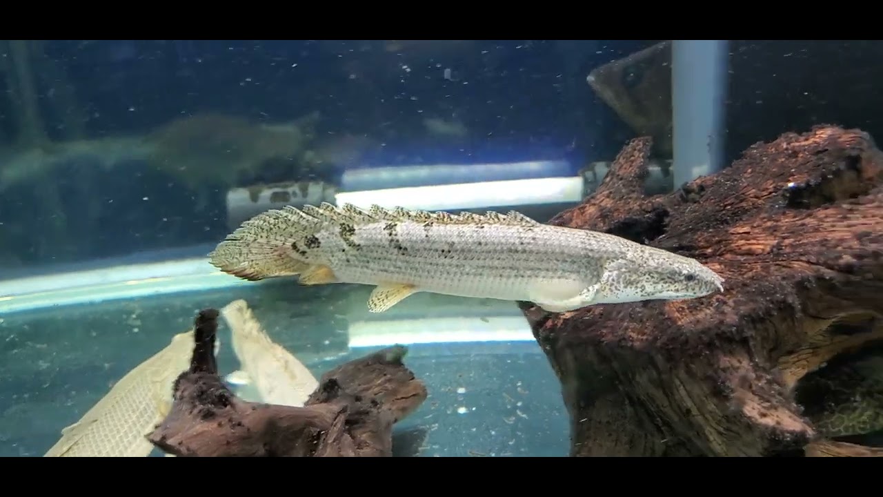 デルヘッジショート「バンドレス個体」#古代魚#ポリプテルス - YouTube