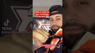 Pros & Cons of Ball Pythons as Pets Wealth