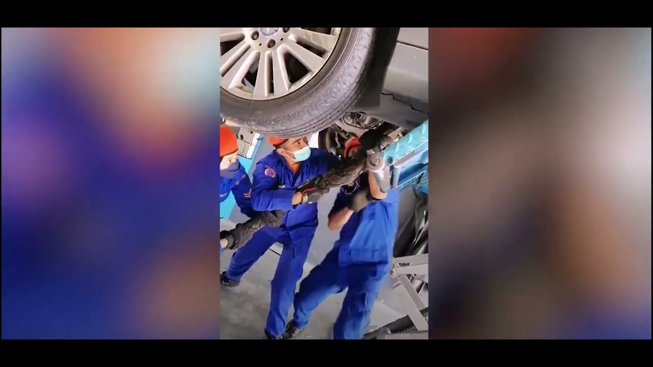Huge Python Stuck In Mercedes Engine, Mechanics were shocked - YouTube