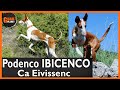 ✨Podenco Ibicenco EN ACCIÓN  Origen Ibiza