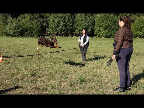 ДТ - 434. Дальние полевые дистанции, мяч и мягкий барьер