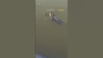 Cá Lớn - cá Lóc Bông Khủng mắc câu 😱 #khacthuyvlogg