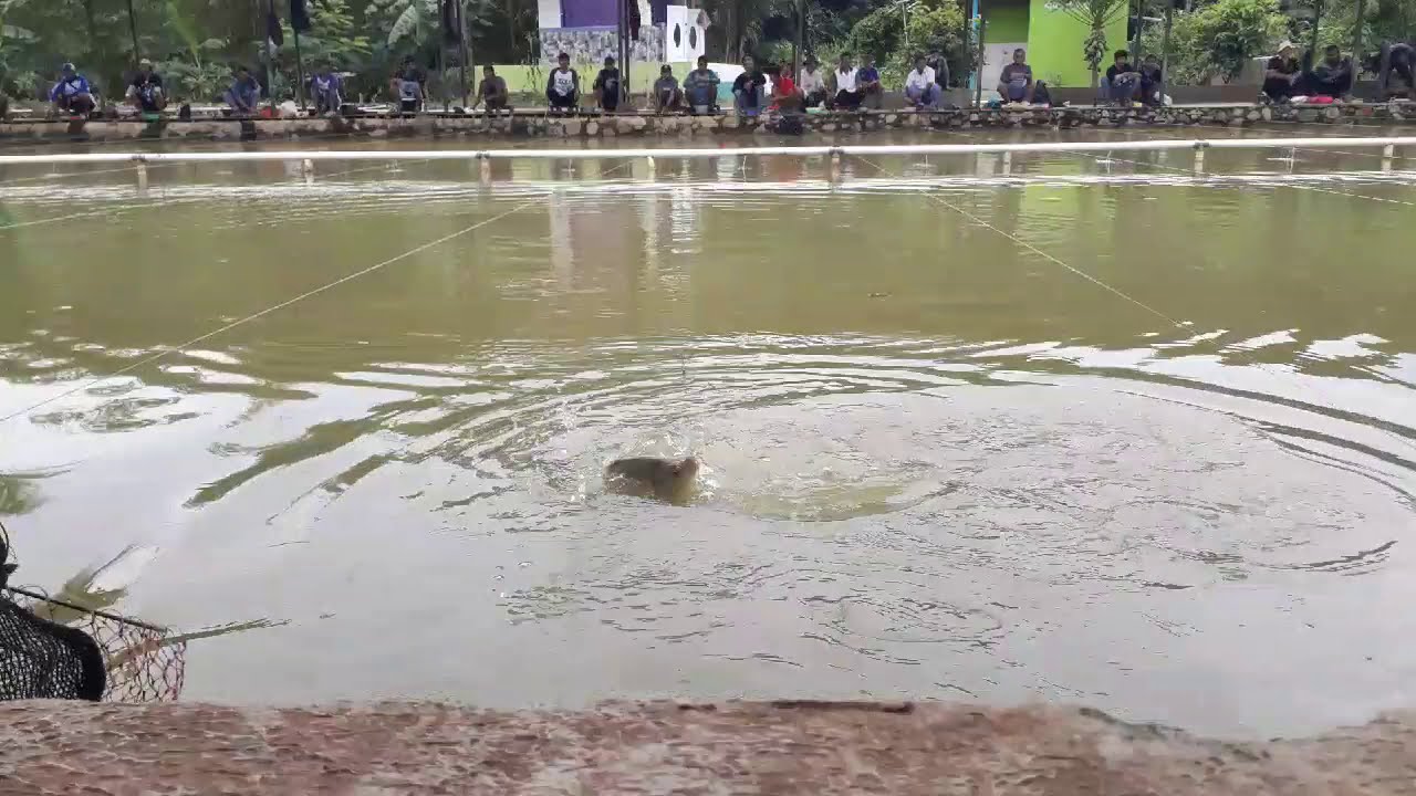 #umpanlomba Umpan lomba ikan mas paikin kuning + esen si merah. Bikin
