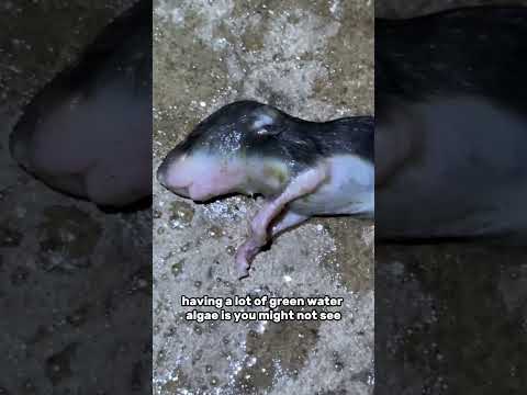 I found a dead mouse in my fish tank