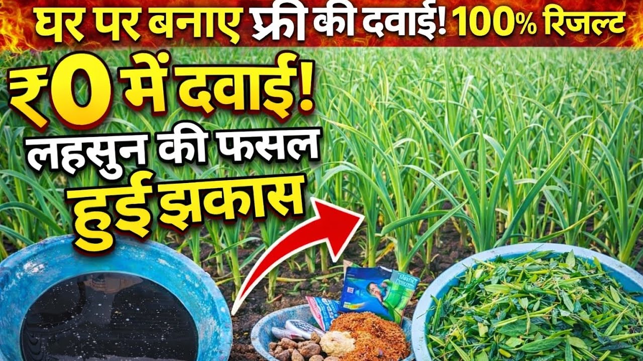 लहसुन की फसल मोटी करने का देसी जुगाड़ | ₹0 खर्च में सुपर रिजल्ट