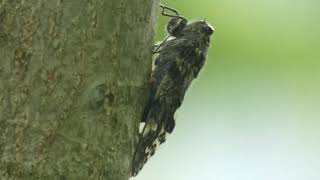 Japanese “Nii-nii” Cicada (Platypleura kaempferi) Keeps Singing Monotonously