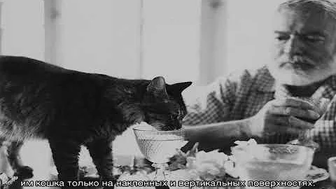 Сколько пальцев у кошки на задних и передних лапах