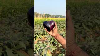 Thumbnail for Brinjal 🍆 = Heart ❤️ #art #shorts