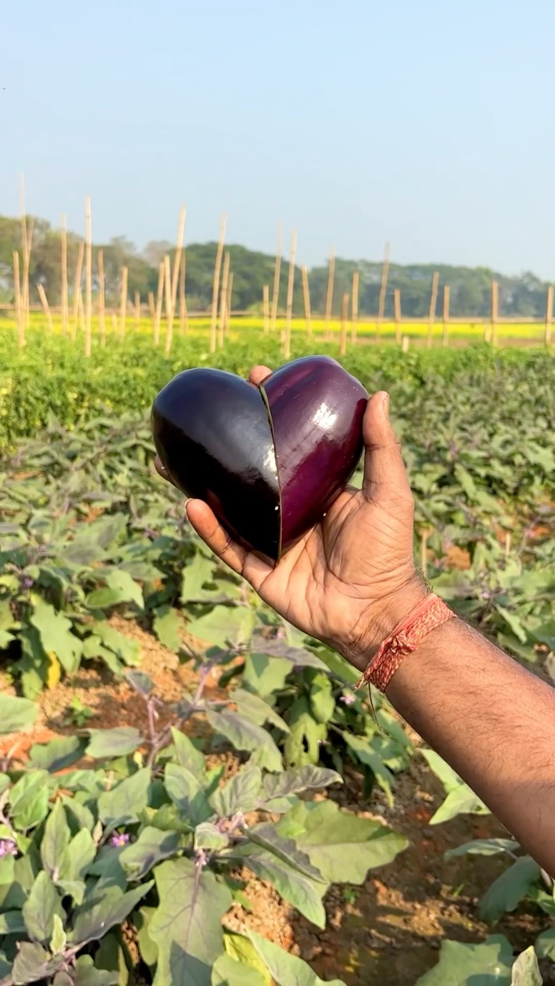 Brinjal ? = Heart ❤️ #art #shorts