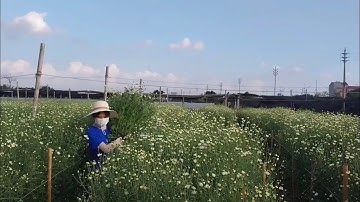 #2 | Cúc họa mi trắng tinh khôi, đón mùa đông về