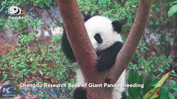 Giant panda endures real headache when climbing tree!