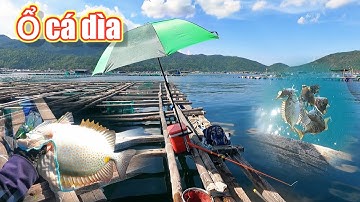 câu cá trên bè | trúng ổ cá dìa