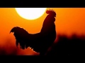 Download Lagu Suara Ayam Berkokok Waktu Subuh Pagi Buta