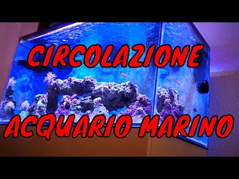 Video: Aggiunta di invertebrati di acqua dolce al serbatoio