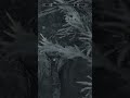 Skyrim Dawnstar Chest Glitch (Free Loot) #skyrim #youtubeshorts