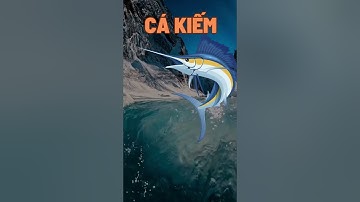 Bài học tiếng anh con cá kiếm #shorts #swordfish#cakiem