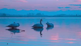 Swans birds evening twilight 4K Footage [NCV Release]