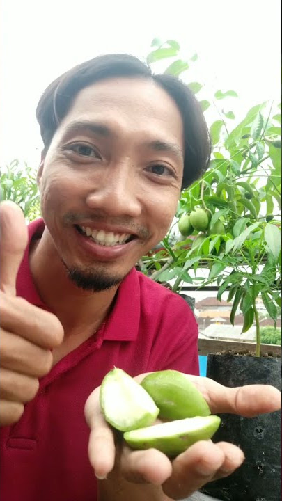 KECUT ENAAK..!! Rujak Kedondong #shorts