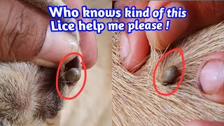 What is the kind of this lice ? help me to tell please #dogs #dog #lice