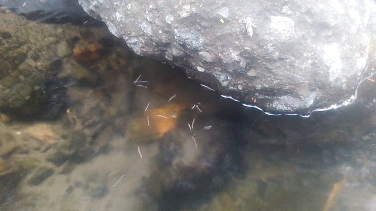 Gyrinidae water beetle on their real habitat, Bali - Indonesia 
