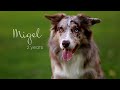 Migel border collie - 2 years