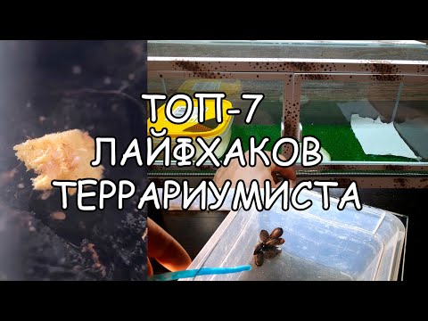 ТОП 7 ЛАЙФХАКОВ ТЕРРАРИУМИСТА