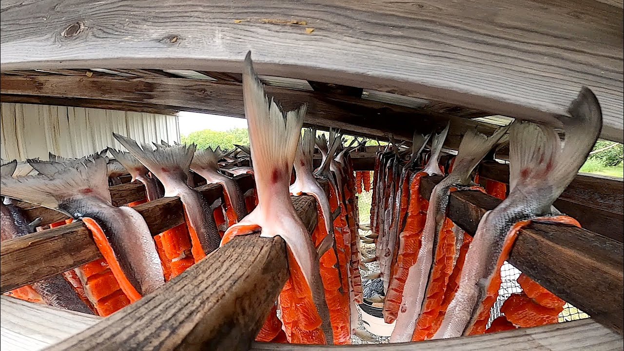 Bristol Bay Alaska Sockeye Salmon Part 1 Learning About