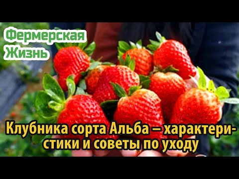 Клубника сорта Альба