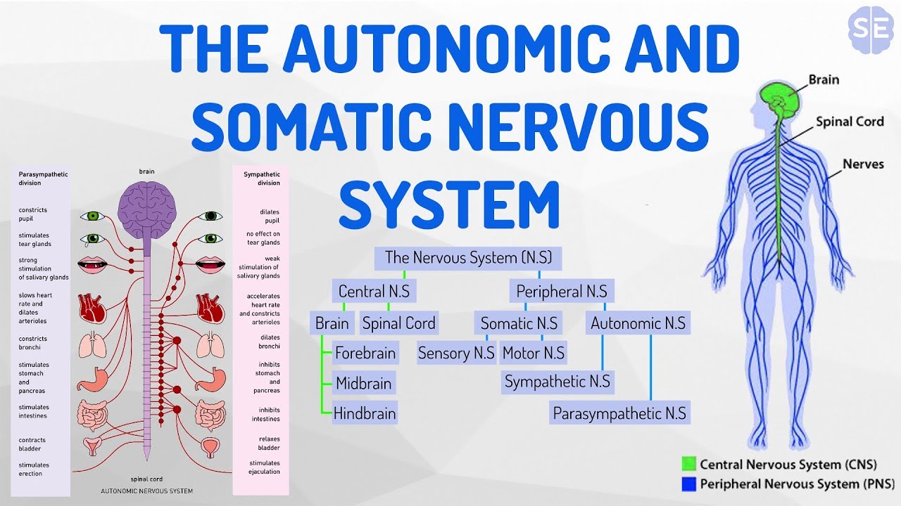 somatic nervous system and autonomic nervous system