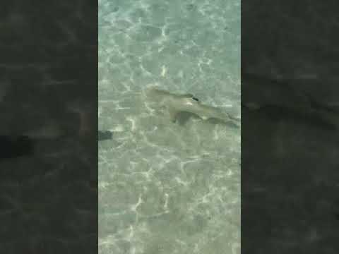 เดินเล่นกับฉลาม....sharkbaby เช้าๆที่ Maldives