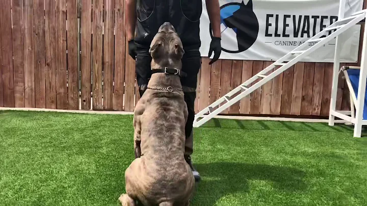 Working Cane Corso in the lab