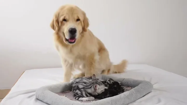 Mother cat introduces newborn kittens to her foster golden retriever
