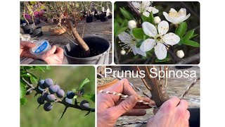 Branch Selection & Wiring 1st Styling Of Collected BlackThorn Prunus Spinosa. Bonsai & Well-being