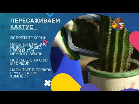 Видео: Уход за маммиллярией - Как выращивать пудровые растения