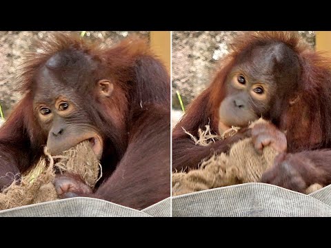 オランウータン☻ 麻布を噛み切ろうと奮闘 ホッピ♂4ー・オランウータン 2025/07