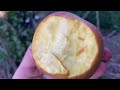 New dutch apple taste test