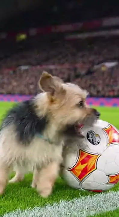 Small Dog Dribbles Through Players