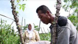 Lokalvora 'Warna-warni Tiwul Instan' | 11 November 2016 | DAAI TV #AJIBeritaLokal