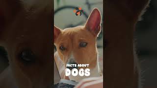 Facts About Dogs  Part 9 #shorts #short #dog #dogs #basenji