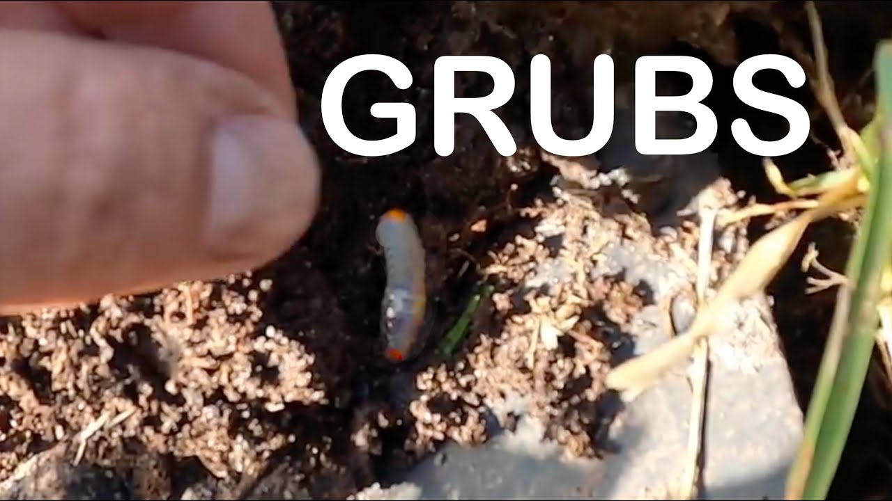 Everything You Need To Know About Grubs In The Lawn - All Grass Types