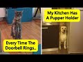 Times People Shared The Wacky Habits Of Their Pets