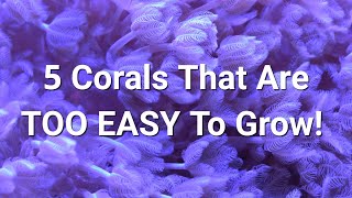 Fastest Growing Soft Corals For An Instant Tank! screenshot 5