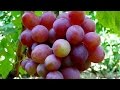Виноград Блестящий – красный виноград, мускат