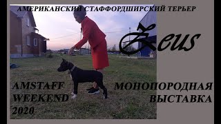 видео: Более 100 американских стаффордширских терьеров в одном месте. Выставка собак. Амстафф Уикэнд 2020. картинка: Более 100 американских стаффордширских терьеров в одном месте. Выставка собак. Амстафф Уикэнд 2020.
