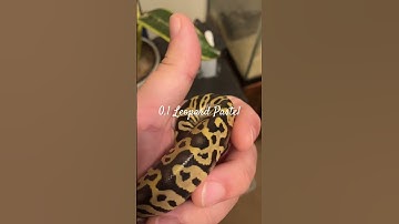Leopard Pastel Ball Python Hatchling #shorts #shortsfeed #shortvideo #reels #fyp