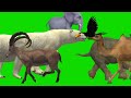 3D green screen animals stampede video! Cartoon animal fun runing green screen version!#fun#cartoon