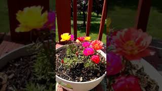 Nkauj Hmoob Toj Siab Da Dej